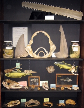 Fish bones and fossils cabinet