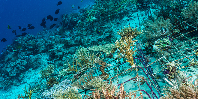 Underwater photo of a reef bed with the silhouettes of fish in the distance. The picture has bright blues, greens, and golds.