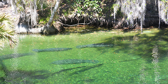 Several manatees are pictured lazily under the shallow green water of a Florida spring