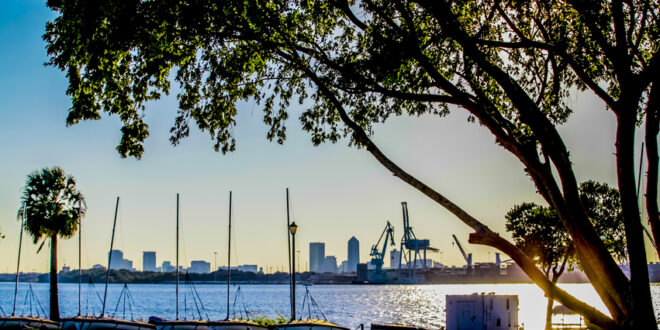 View of the St. Johns River at sunset with Downtown Jacksonville in the background and JU Sailing boats in the foreground with a large oak tree sihlouette