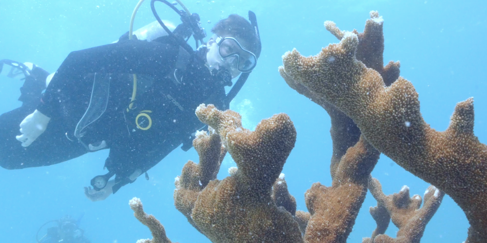 student scuba dives in coral reef