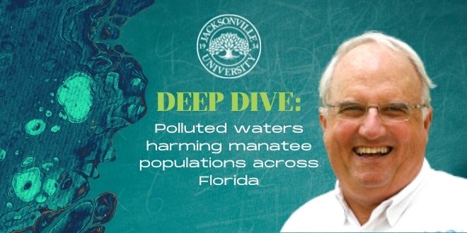 Deep Dive: Polluted waters harming manatee populations across Florida