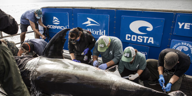 Dr. Bryan Franks and OCEARCH team conduct research on a shark.