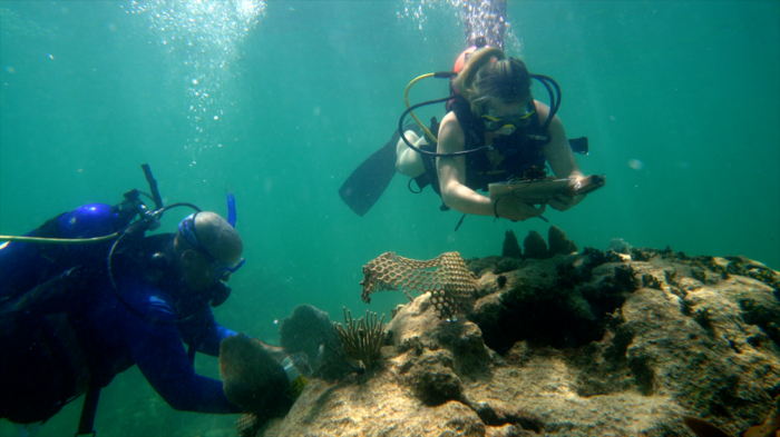 MSRI Researcher and research assistant scuba diving near a coral reef and taking samples