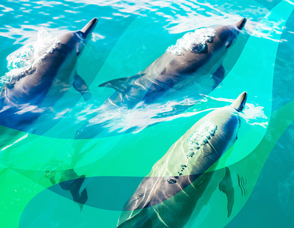 Dolphins swimming on a green background