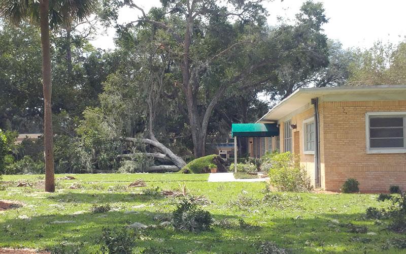 A tree down in front of the Defender's Den