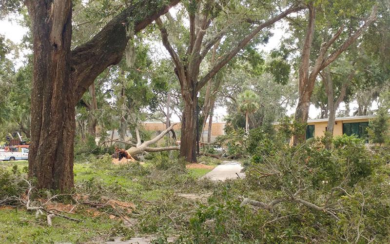 Tree damage in central campus