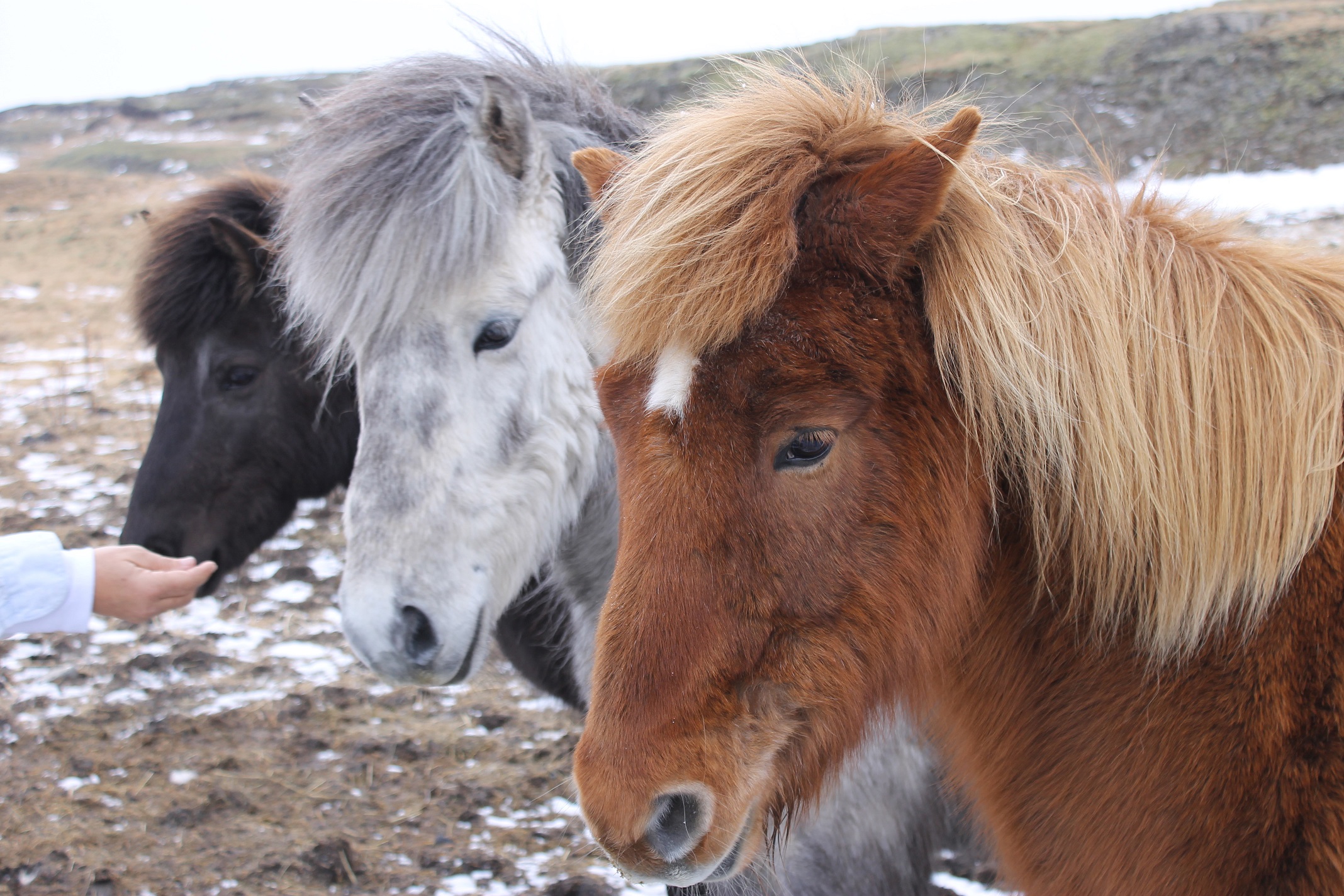 Iceland Horses