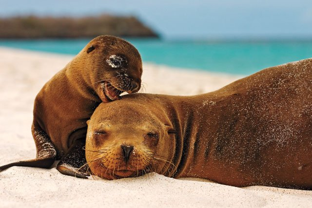 Galapagos Wildlife