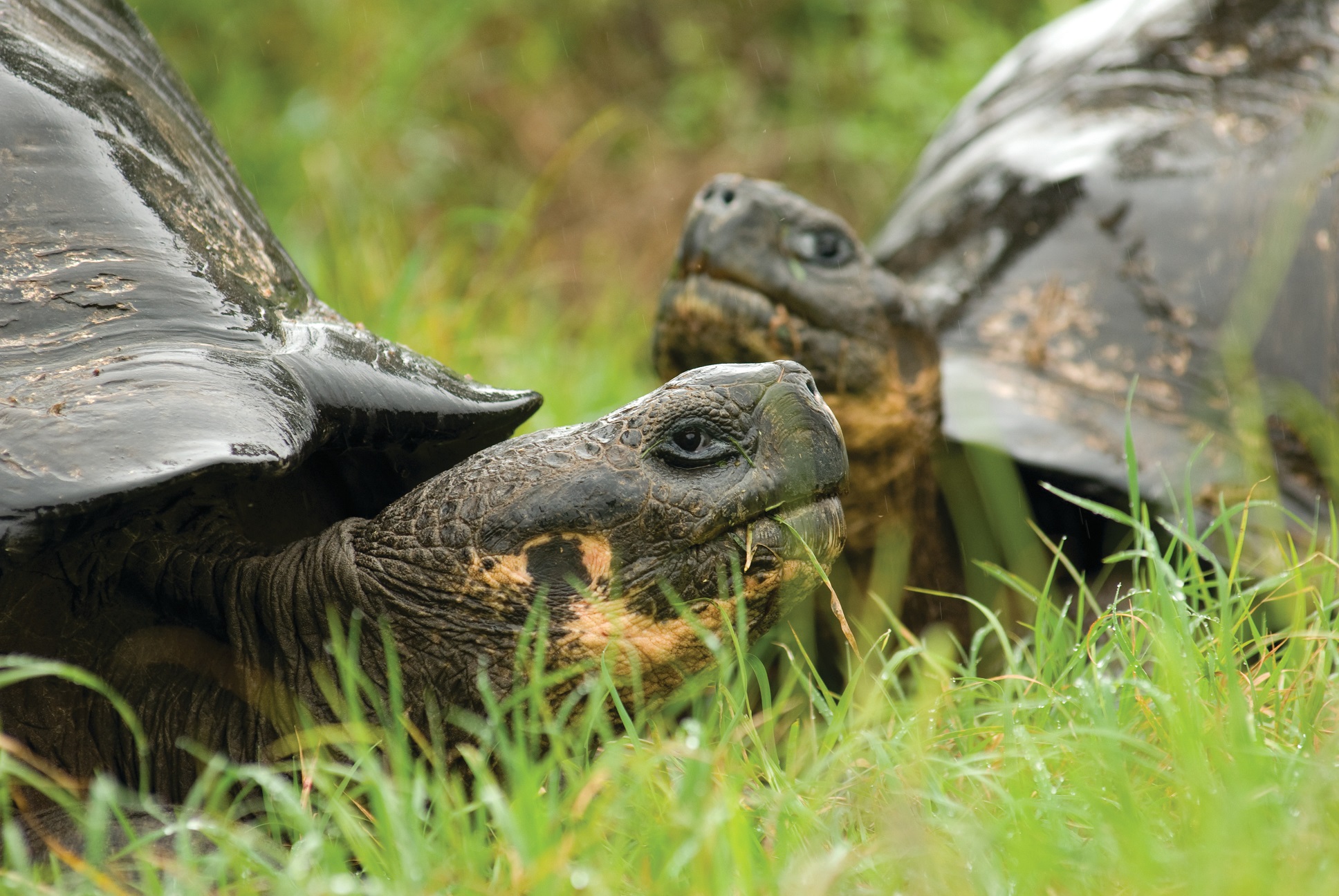 Galapagos Tortoise