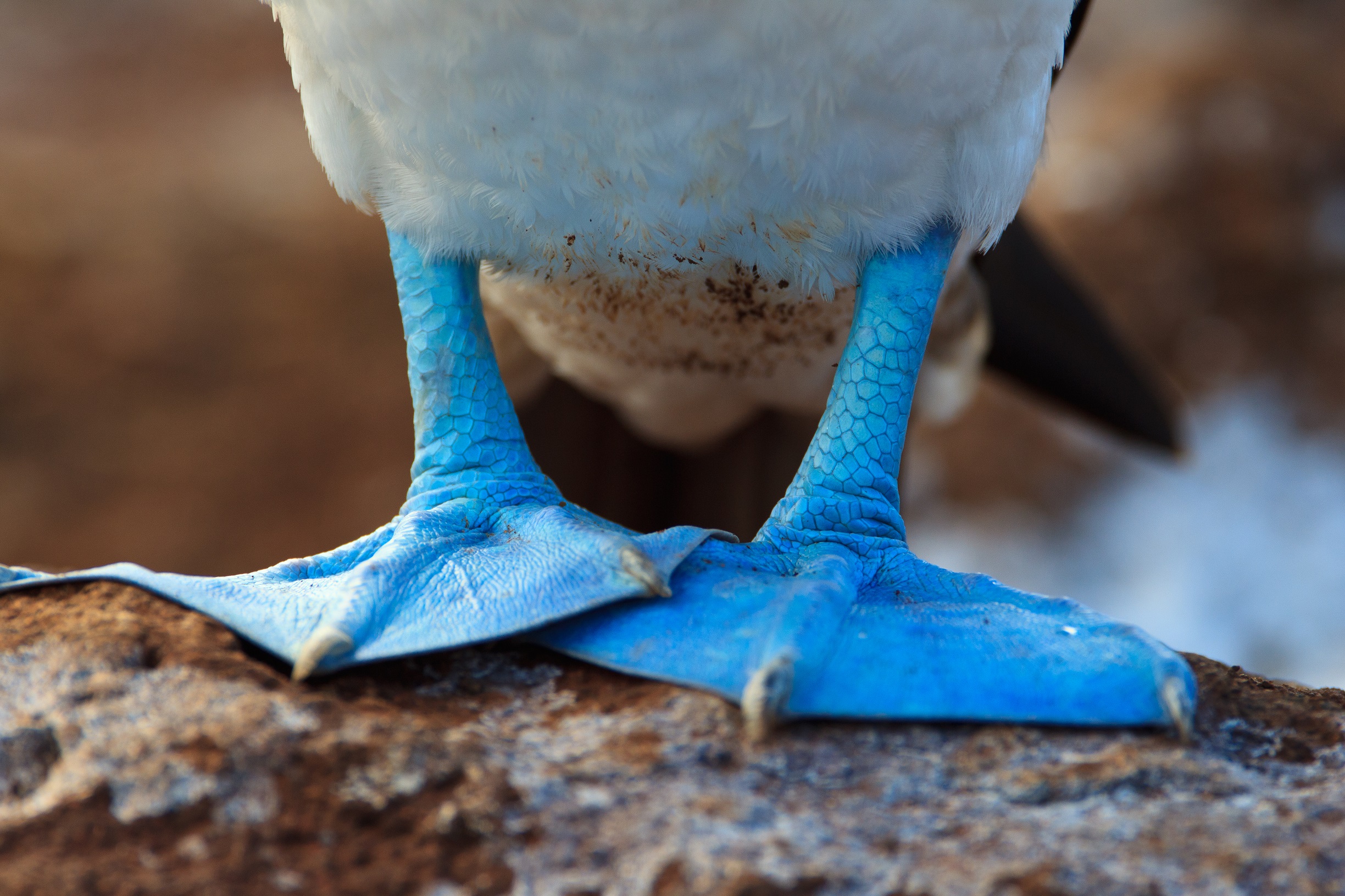 Galapagos Bird Feet