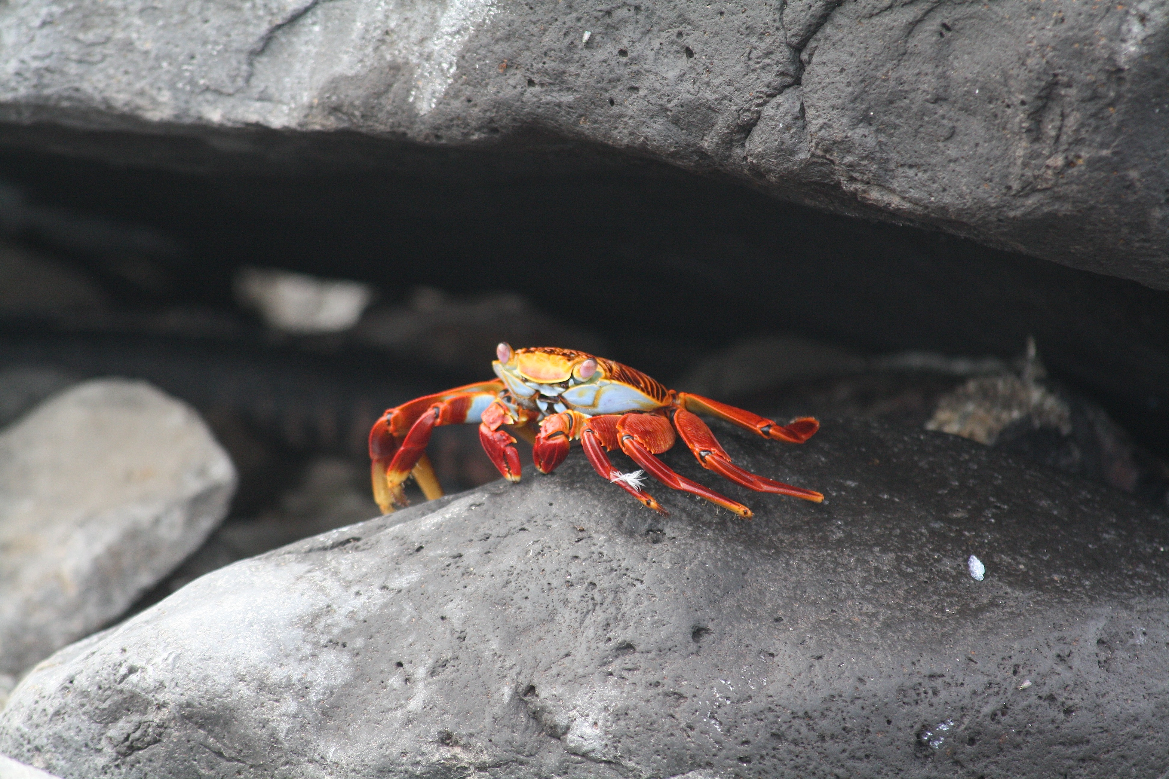 Galapagos Crab