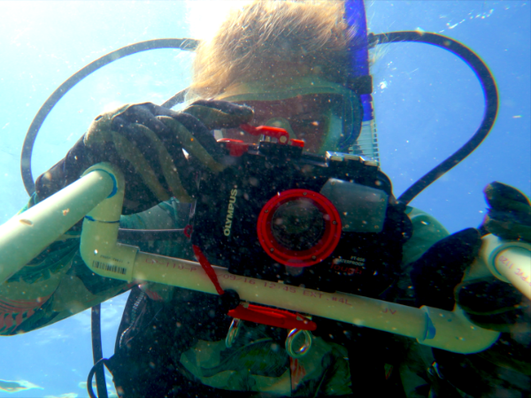 Marine biology student taking pictures of coral under water.