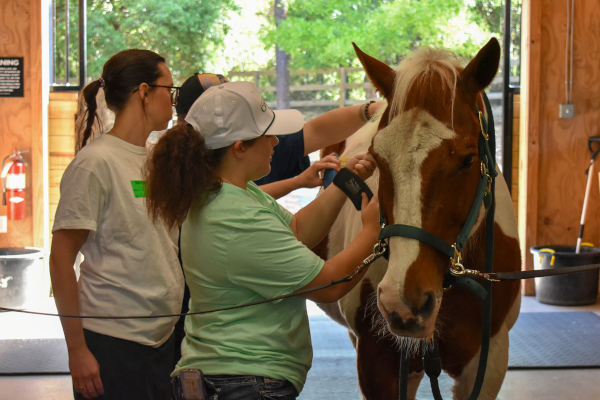 Charter Day Volunteers attend to grooming a horse.