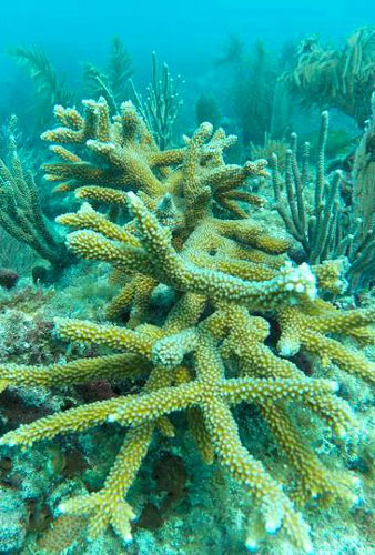 Staghorn coral