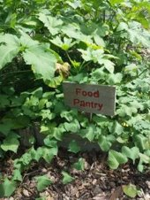 Arlington Community Garden to provide healthy produce to the Arlington food pantry.