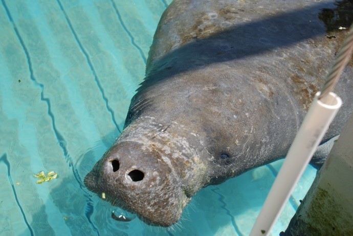 Cold stressed manatee in rehab at Jacksonville Zoo