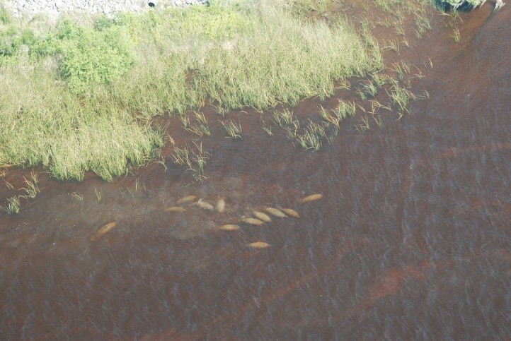 Mating group in St. Johns River, Duval, FL.