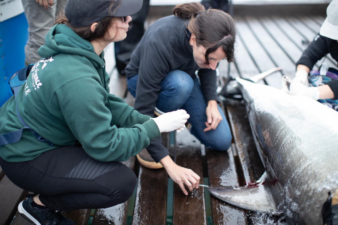 Jacksonville University students performing testing on a shark on the OCEARCH ship.