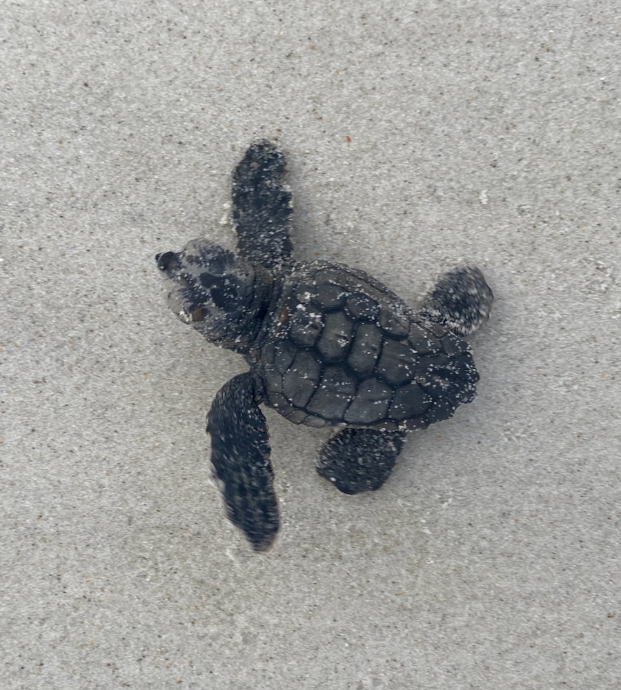 A Loggerhead sea turtle hatchling on its way to the ocean after emerging from its nest.