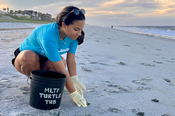 JU student, Isabelle Mercado, releasing Loggerhead sea turtle hatchlings after a nest evaluation.