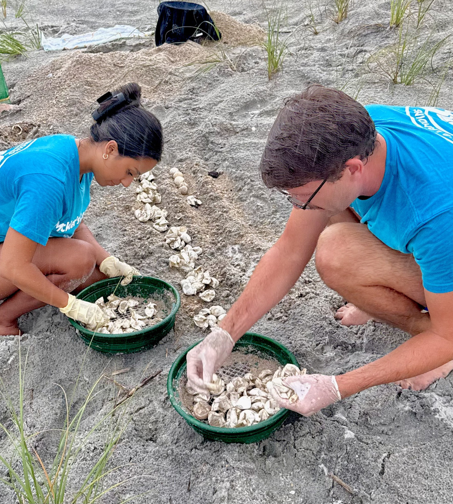 JU student Isabelle Mercado and Lucas Meers sorting the contents of a sea turtle nest during a nest evaluation.