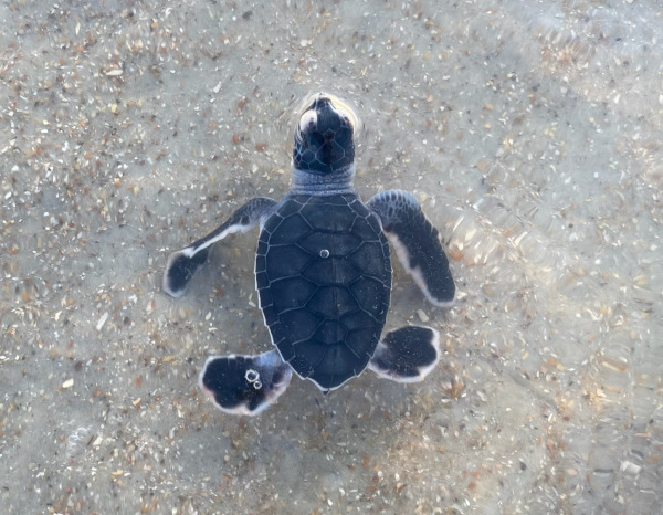 A Green sea turtle hatchling entering the ocean for the first time.