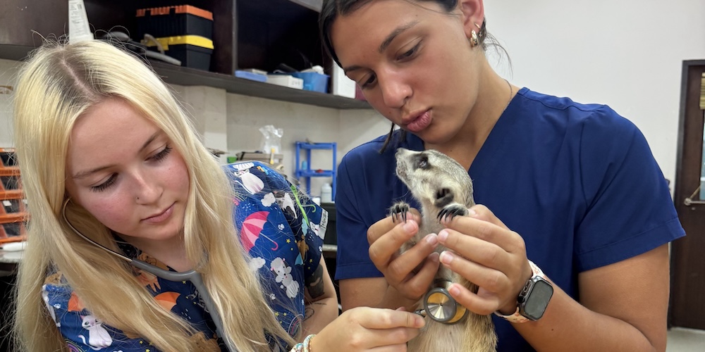 Sadie Walters with stethoscope and meerkat