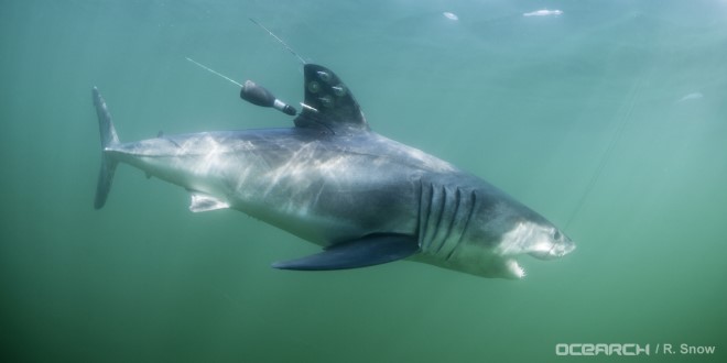 an underwater picture of a shark that has been tagged, presumably by OCEARCH, swimming downward with its mouth open.