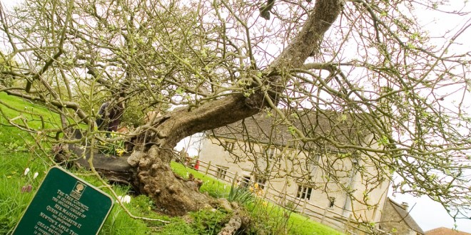 The apple tree, planted circa 1650, at Woolsthorpe Manor in Lincolnshire, England, the ancestral home of Sir Isaac Newton, is designated one of fifty great trees honored during the Golden Jubilee of her Majesty Queen Elizabeth II.