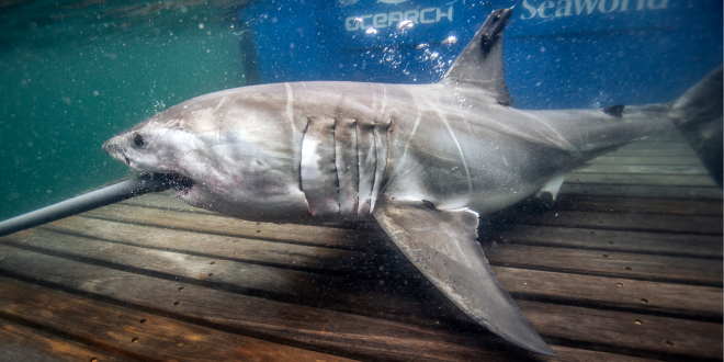 A white shark is tagged on the OCEARCH research vessel platform.