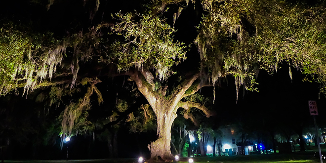 JU's Centennial Oak tree lit from under during the night.