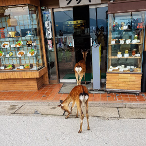 Two deer entering a shop in the Hiroshima prefecture of Japan