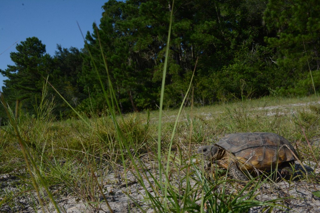 A tortoise walking through grass. 