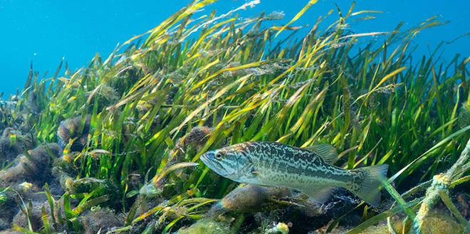 A fish hiding in sea kelp.