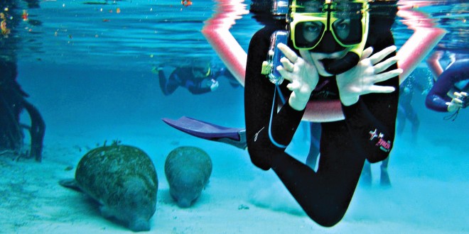 An MSRI student underwater, with manatees in the background.