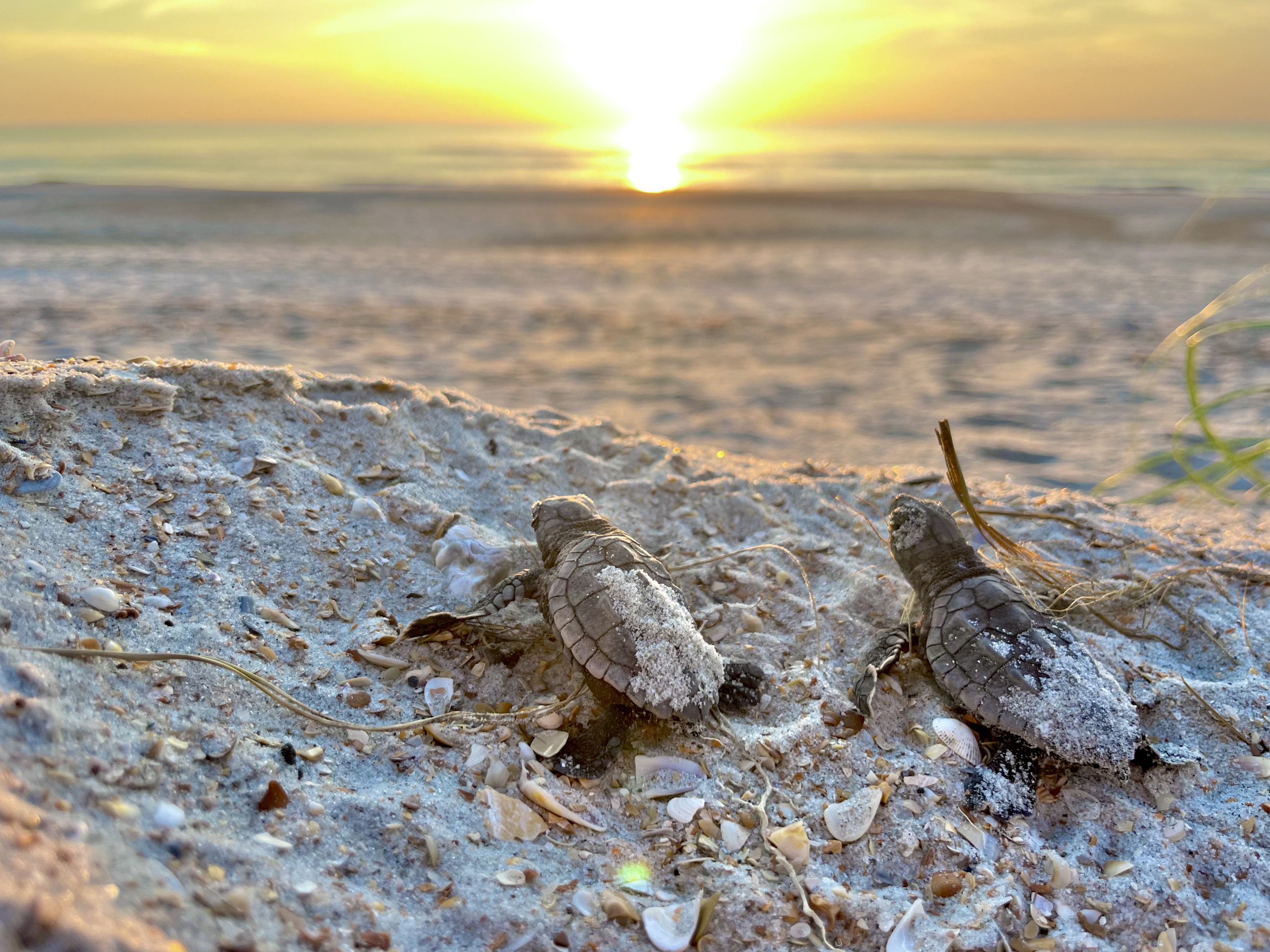 Loggerhead sea turtle hatchlings prepare to head to sea