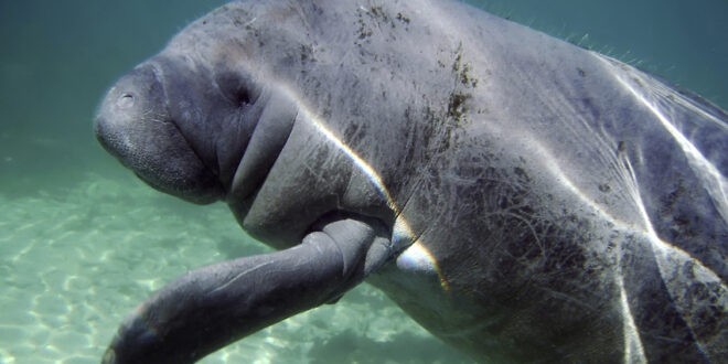 A side view of a manatee underwater.