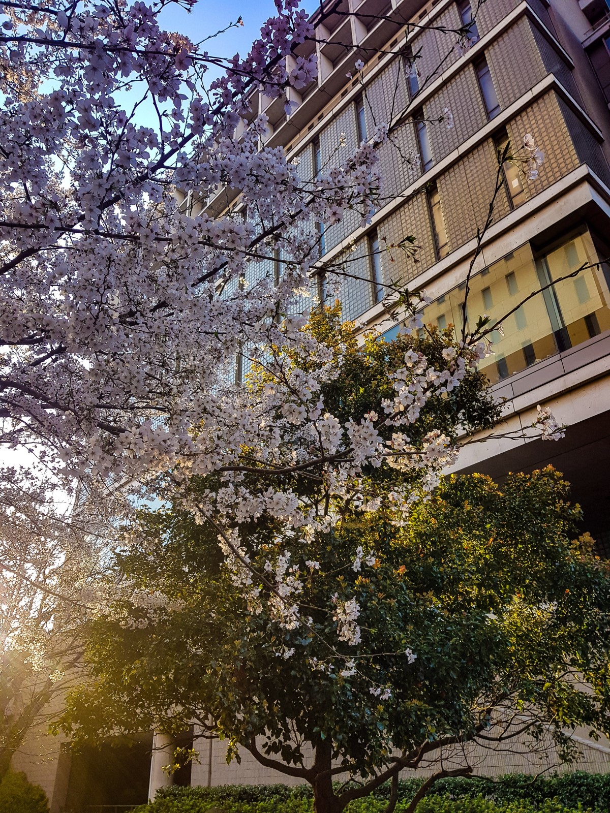Cherry blossoms on campus at Waseda University