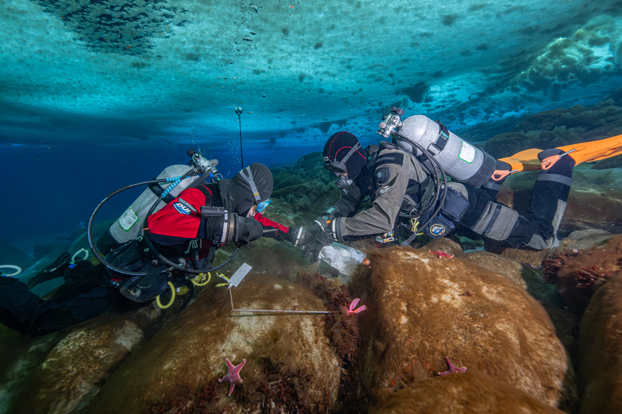 Dr. Goldberg diving in Antarctica Dr. Goldberg diving in Antarctica