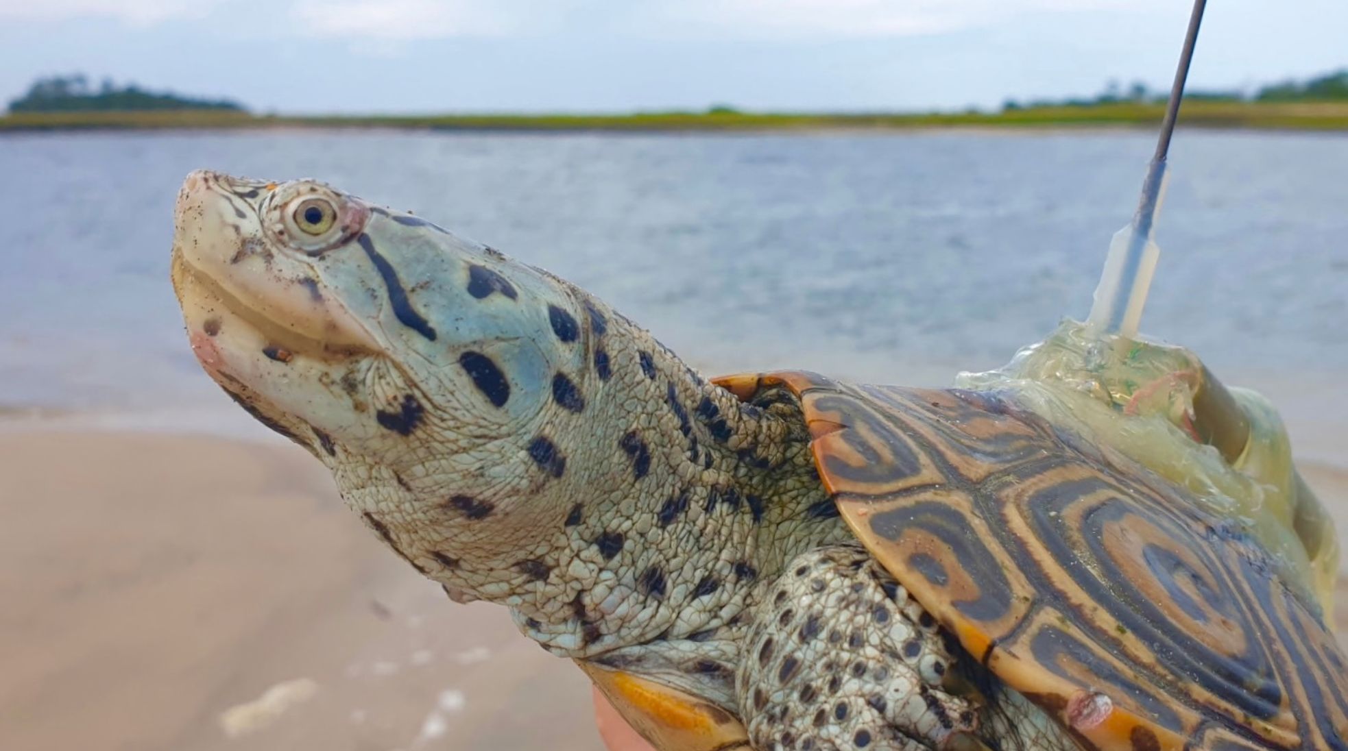 A Diamondback terrapin being surveyed by Team Terrapin