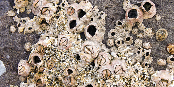 A close-up photo of barnacles