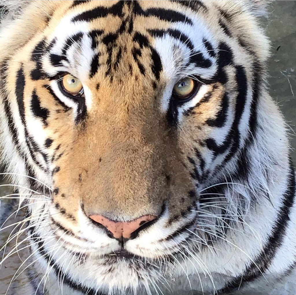 Close up photo of a tiger's face 