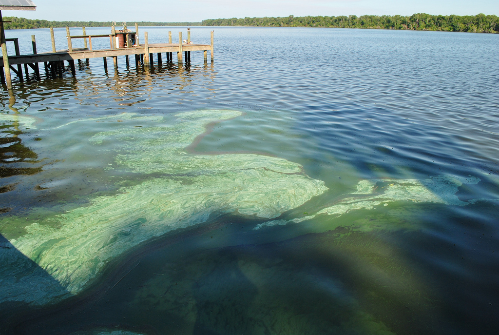 St. Johns River, Satsuma, Putnam County, 2010; PHOTO CREDIT: FWC Fish and Wildlife Research Institute