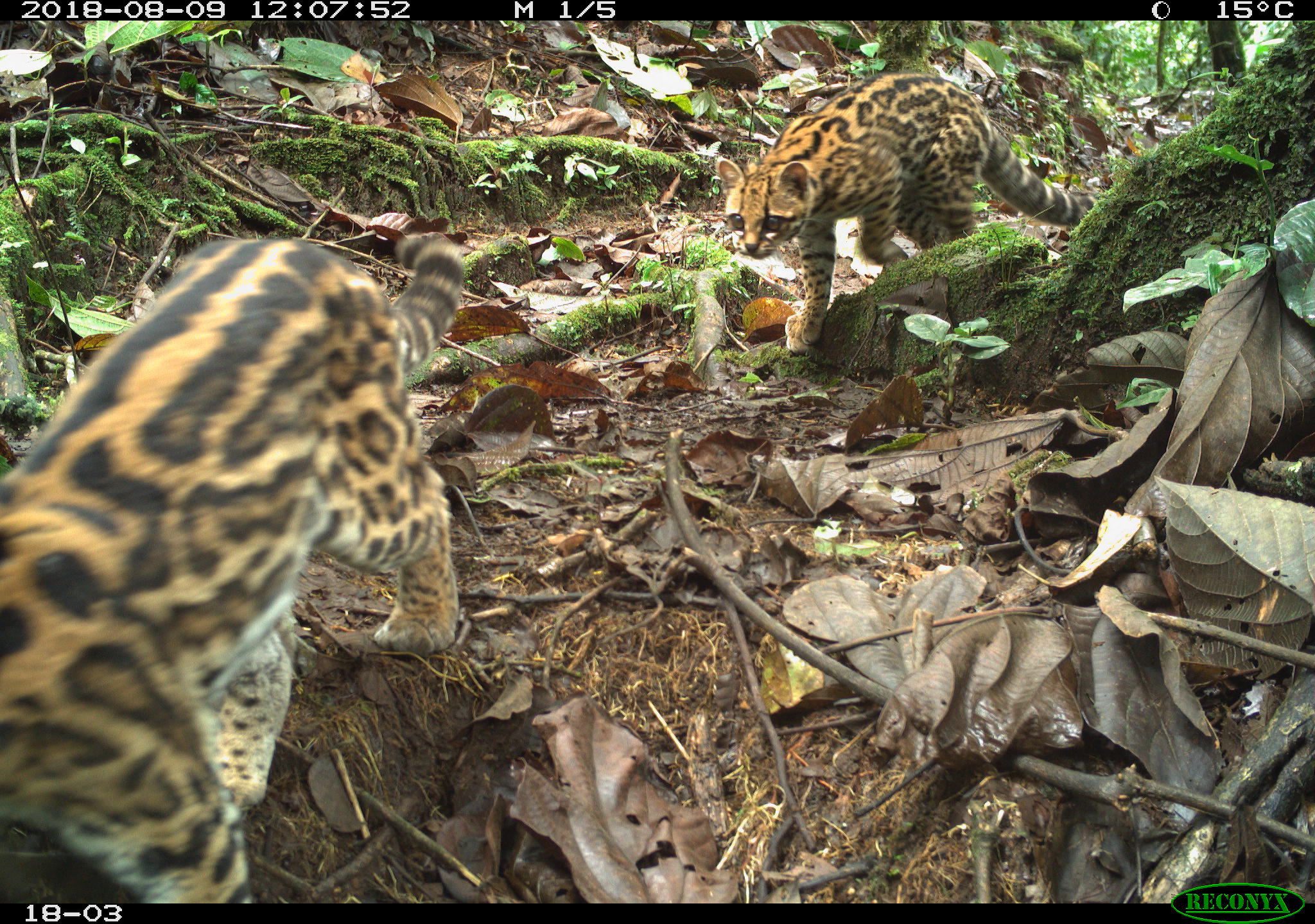 A pair of margays approach each other in the wild.