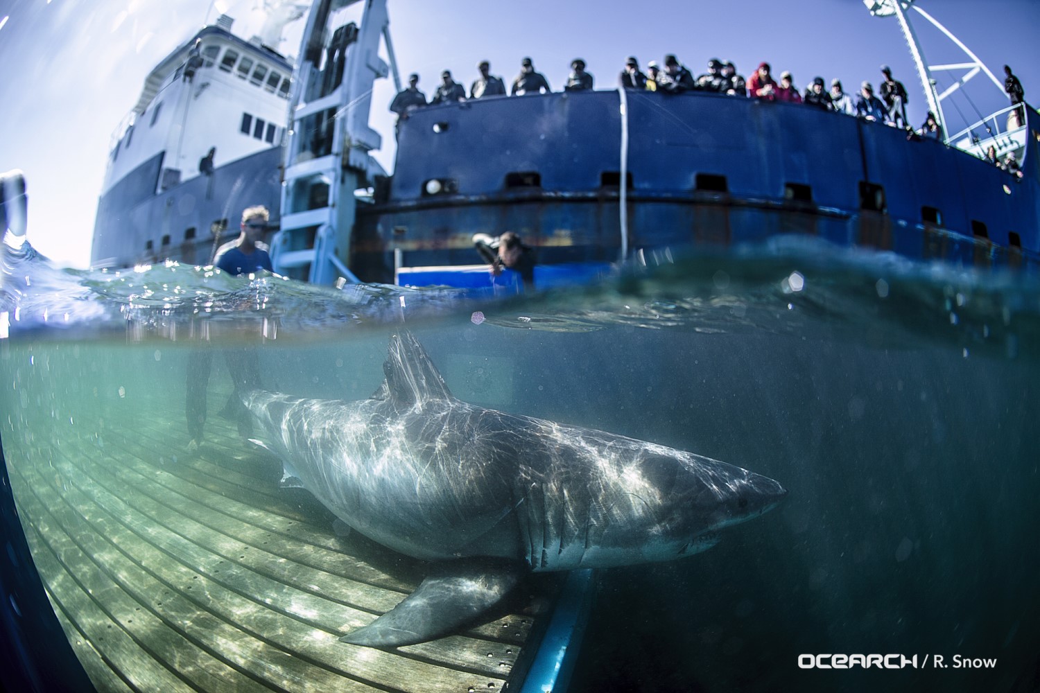 A shark swimming away from the underwater deck of the OCEARCH vessel. Nova, PHOTO CREDIT: R. Snow, OCEARCH