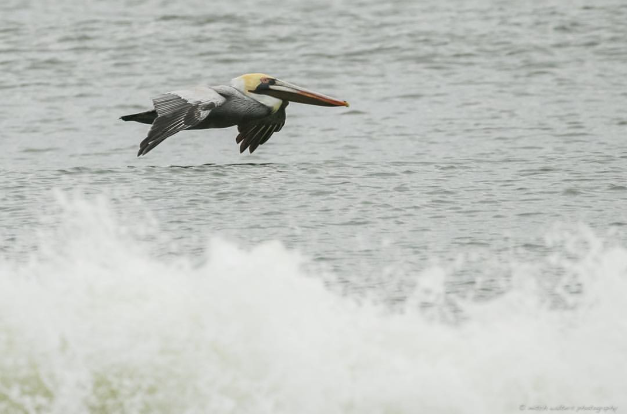 Pelican gliding above the water at Jax Beach