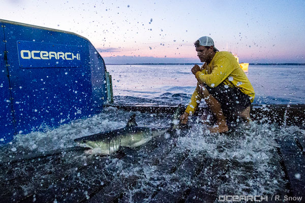 OCEARCH researcher