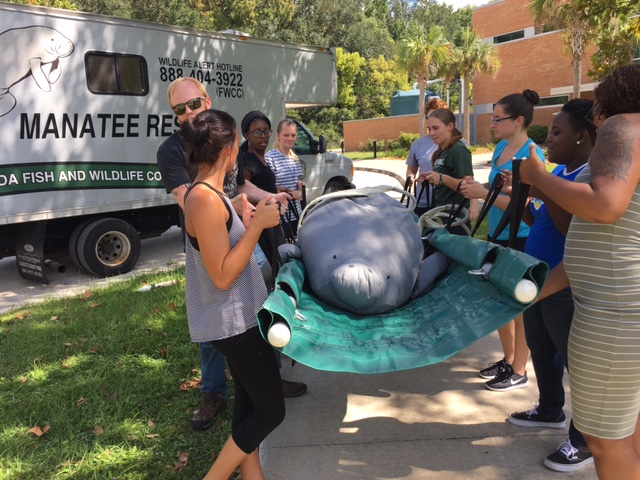 Dr. Borkowski's students training for manatee rescue