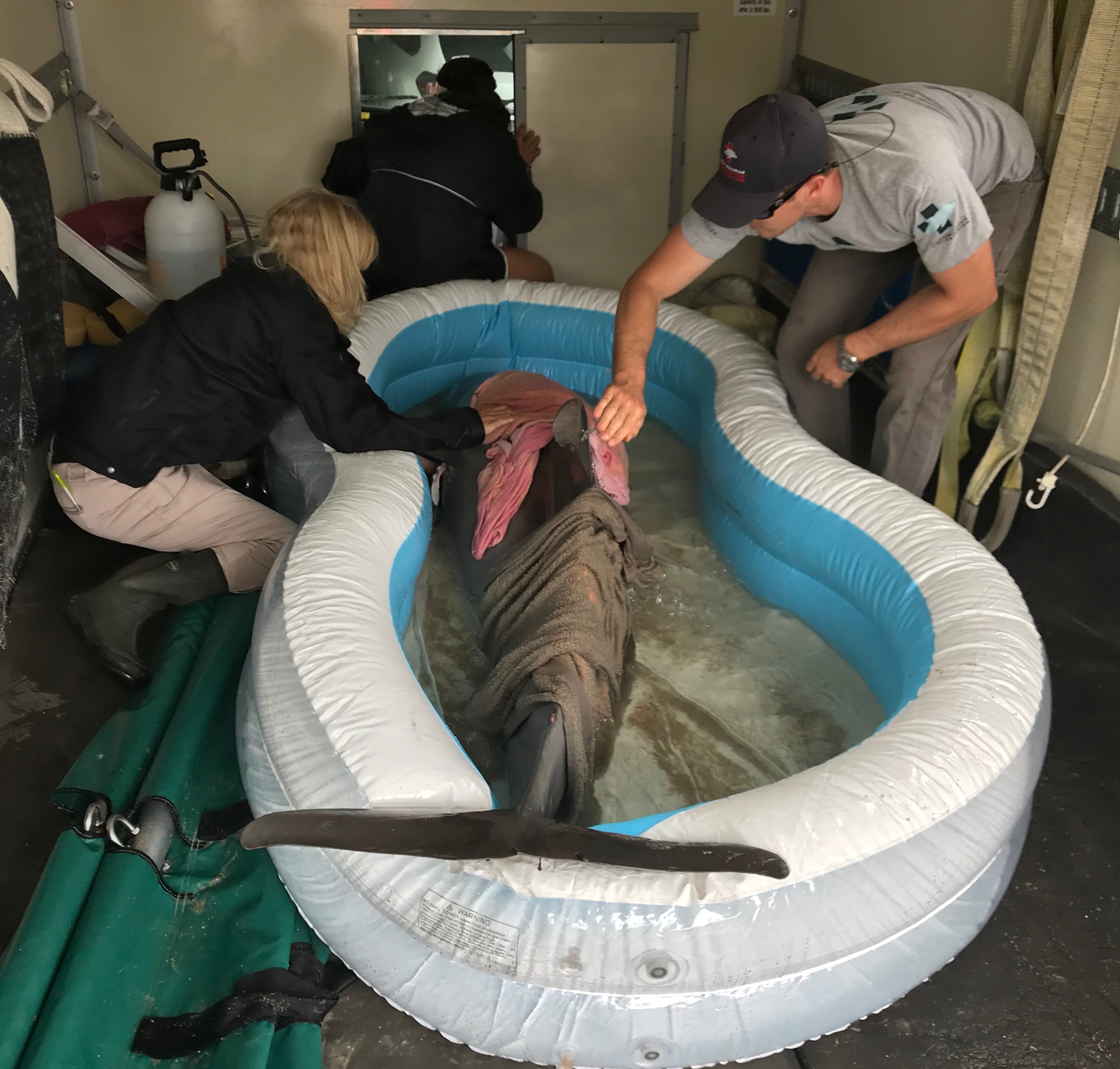 Dr. Borkowski rehabilitating an injured dolphin 